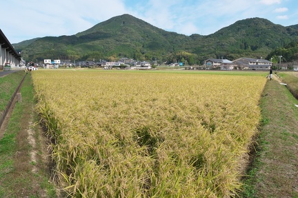 P1467442